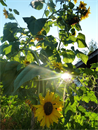 Prähauser Christine-Die Sonne mit ihrer dazugehörigen Blume_27.08.13.jpg